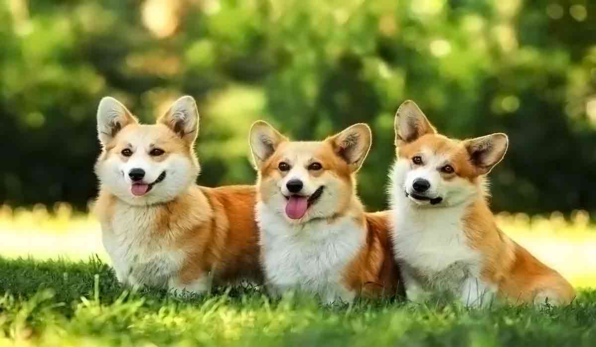 一键清理垃圾的ddos在线攻击测试网站