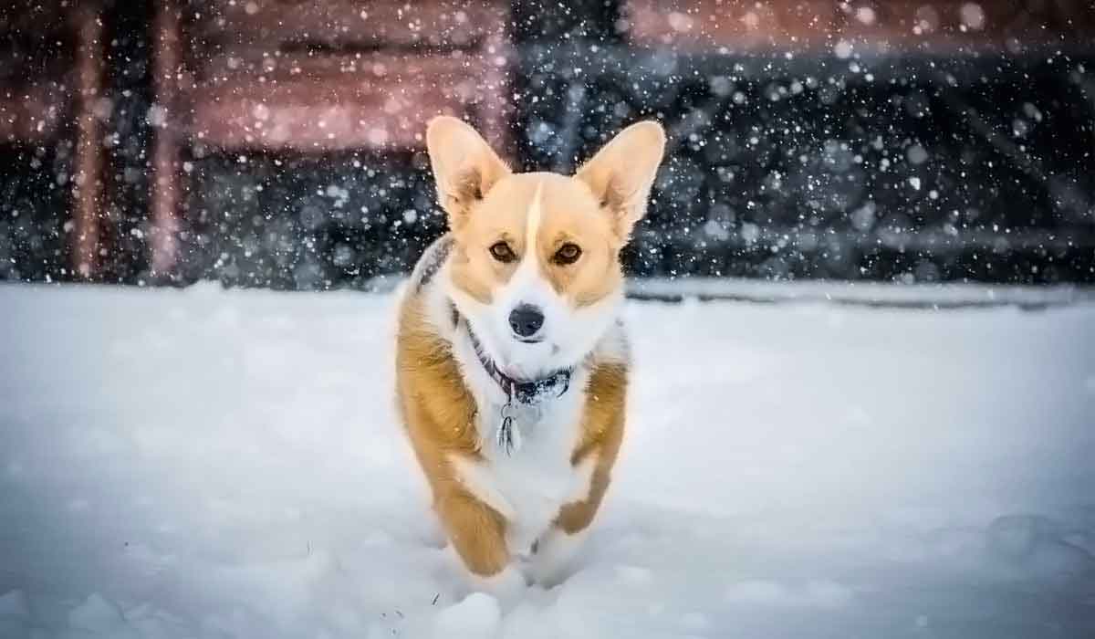 Web漏洞扫描工具