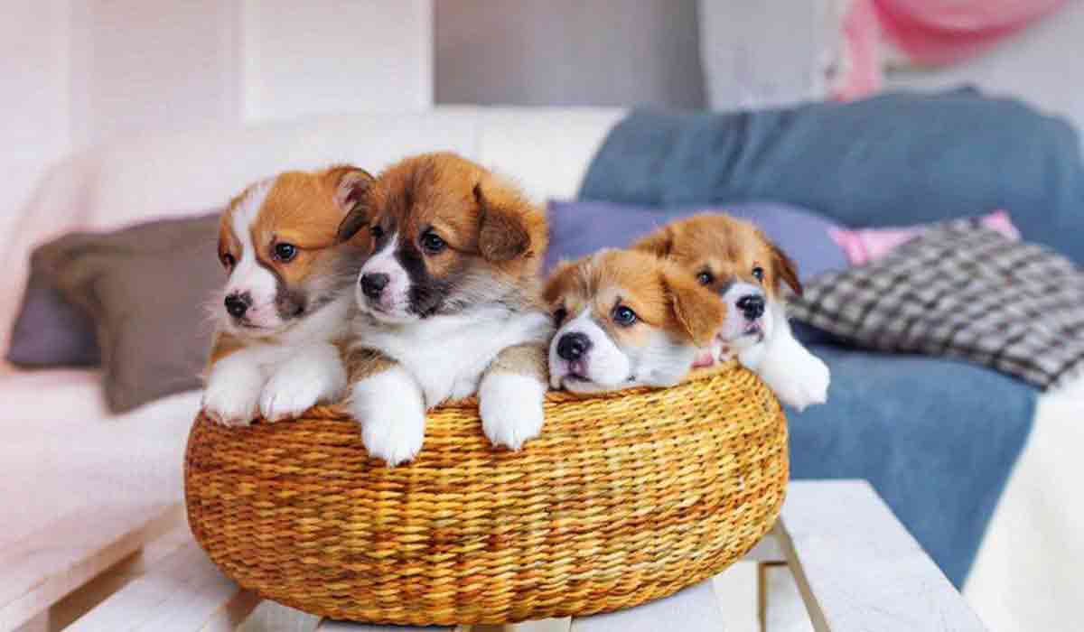 ddos攻击防御手段