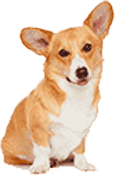 网站攻击软件工具