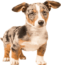 小黑ddos压力测试平台